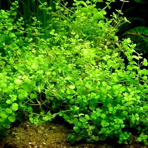 Micranthemum umbrosum in pot